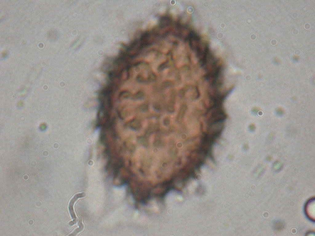 Con l''aiuto del microscopio... QUIZ